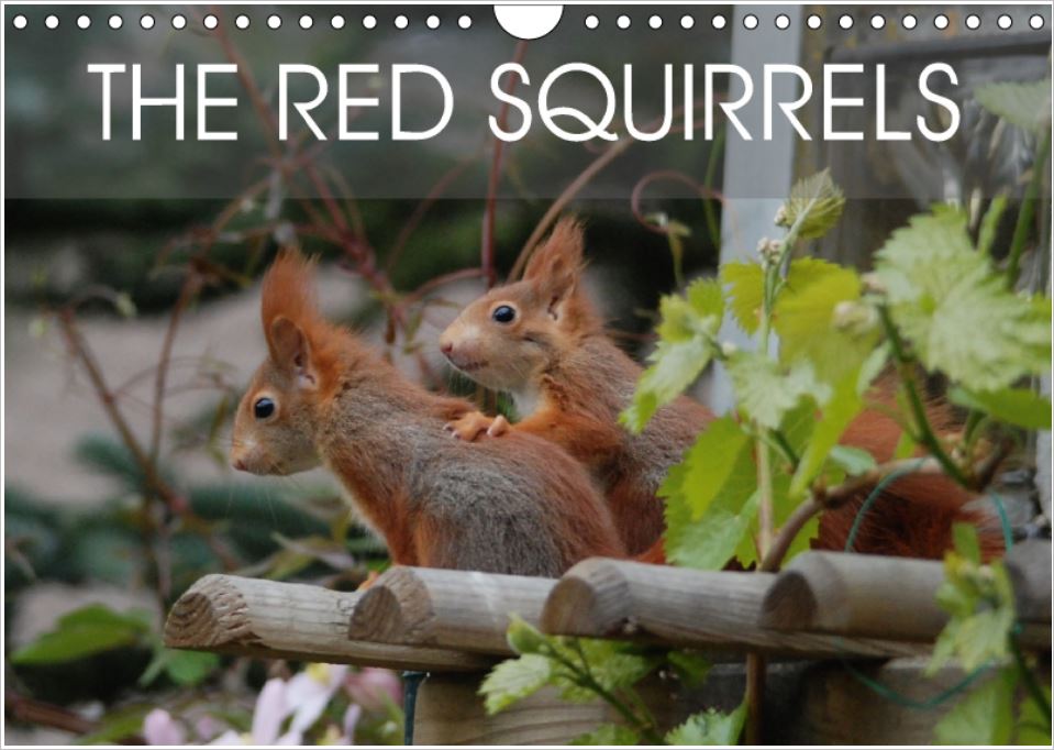 red squirrels
